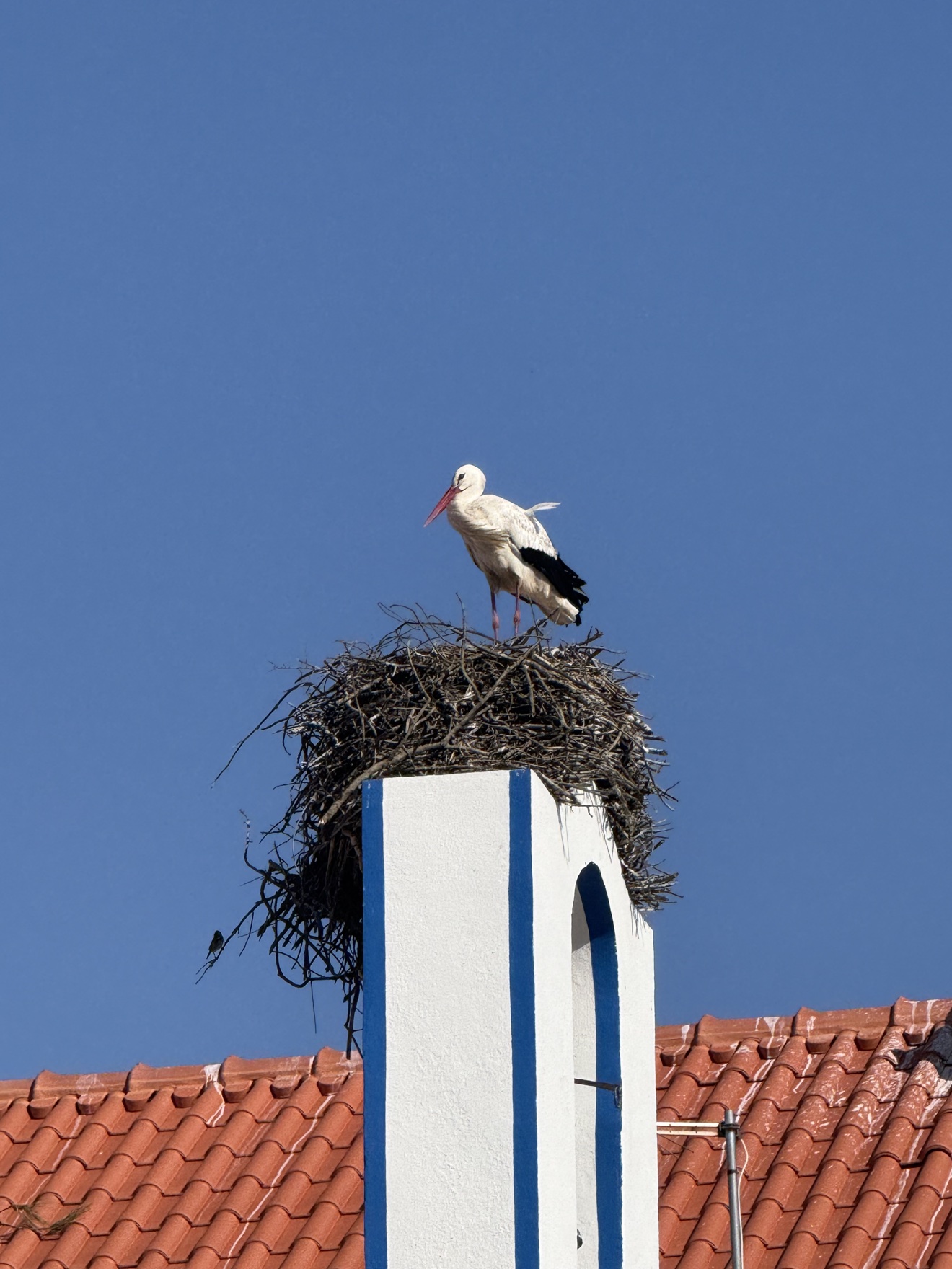Stork on a chimney in Comporta